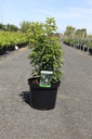 Clethra barbinervis cont. 10L 60-80 cm +ф