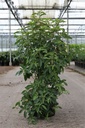 Clethra barbinervis cont. 10L 60-80 cm +f