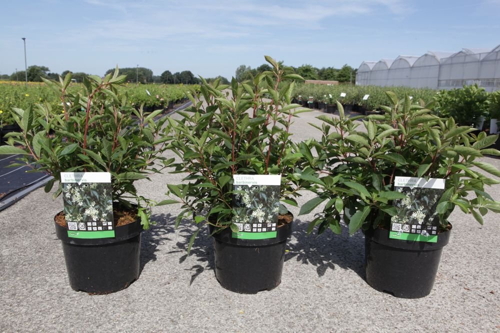 [P] Clethra barbinervis cont. 3,6L 30-40 cm +p