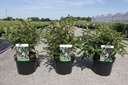 Clethra barbinervis cont. 3,6L 30-40 cm +ф