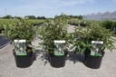 Clethra barbinervis cont. 3,6L 30-40 cm +B