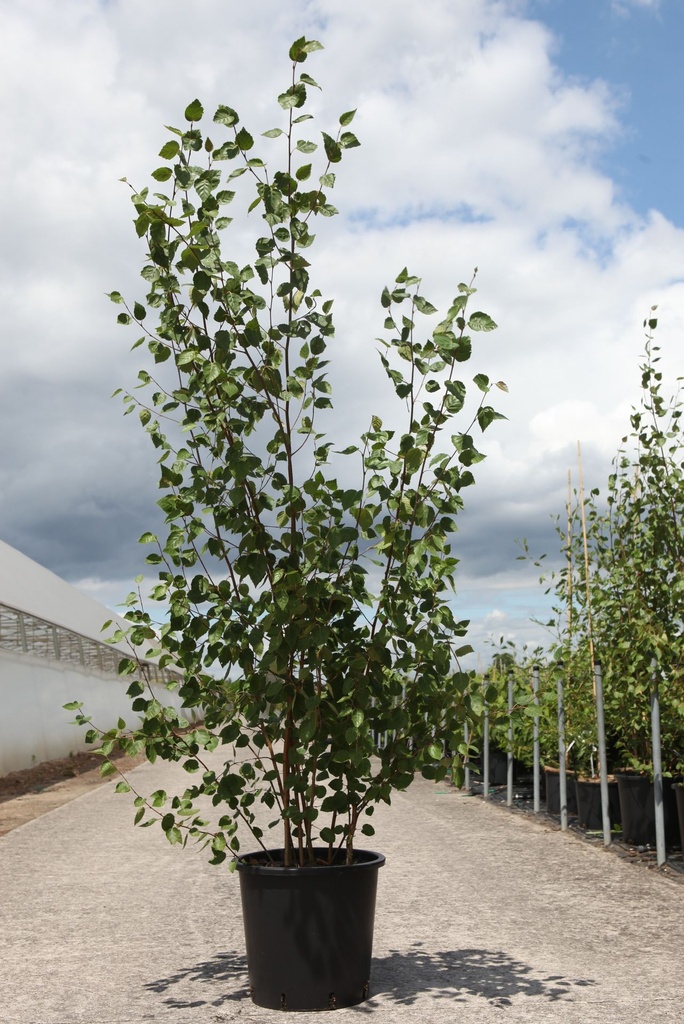 [P] Betula utilis 'Doorenbos' cont. 25L 150-200 cm multi-stem