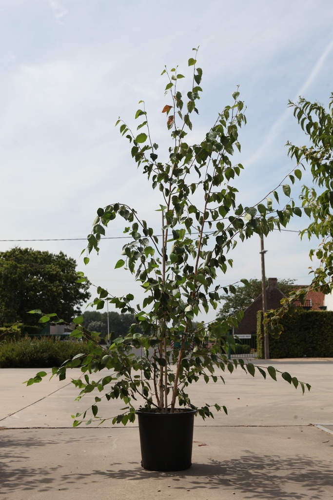 [P] Betula utilis 'Doorenbos' cont. 25L 150-200 cm multistam
