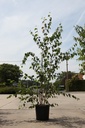 Betula utilis 'Doorenbos' Kont. 25L 150-200 cm Multistamm