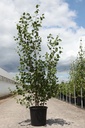 Betula utilis 'Doorenbos' cont. 25L 150-200 cm multi-stem