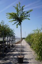 Prunus subhirtella 'Autumnalis Rosea' cont. 35L hoogstam 10-12