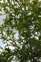 Quercus palustris cont. 35L haute tige 10-12