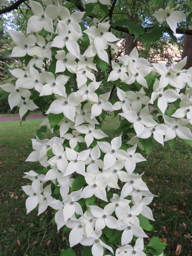 [P] Cornus kousa 'chinensis' cont. 70L 200/+ cm multi-troncs