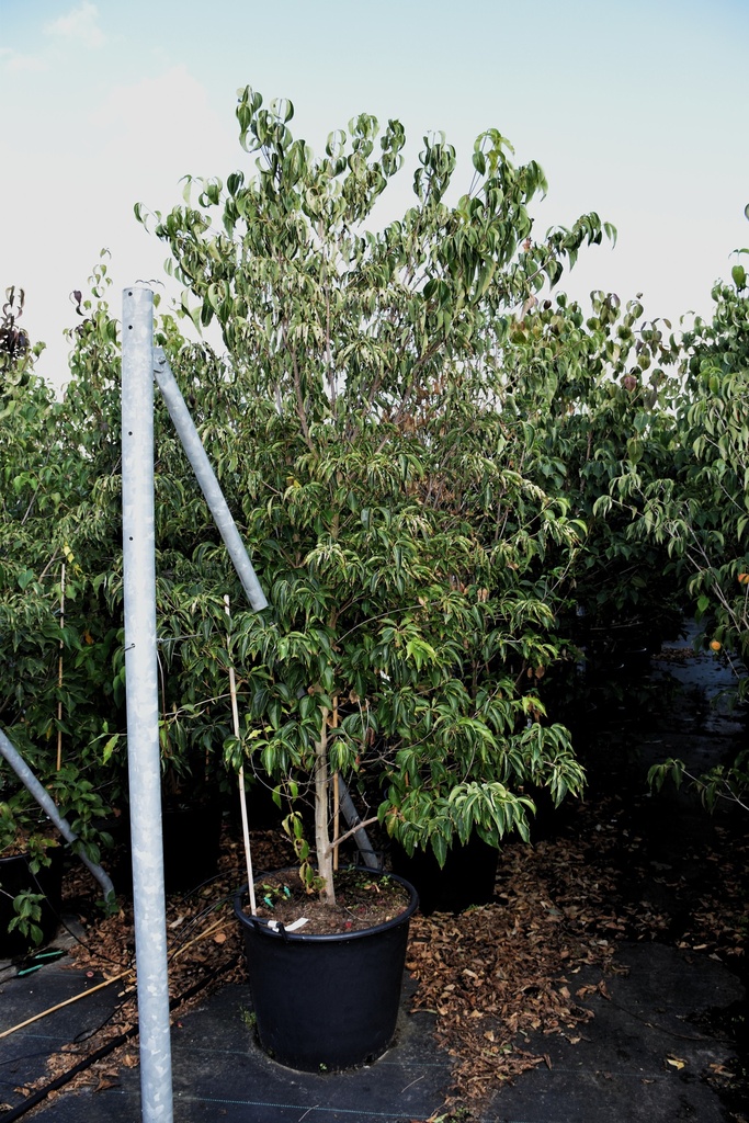 [P] Cornus kousa 'chinensis' vaso 70L 200/+ cm multifusto