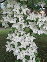 Cornus kousa 'chinensis' cont. 70L 200/+ cm multi-stem