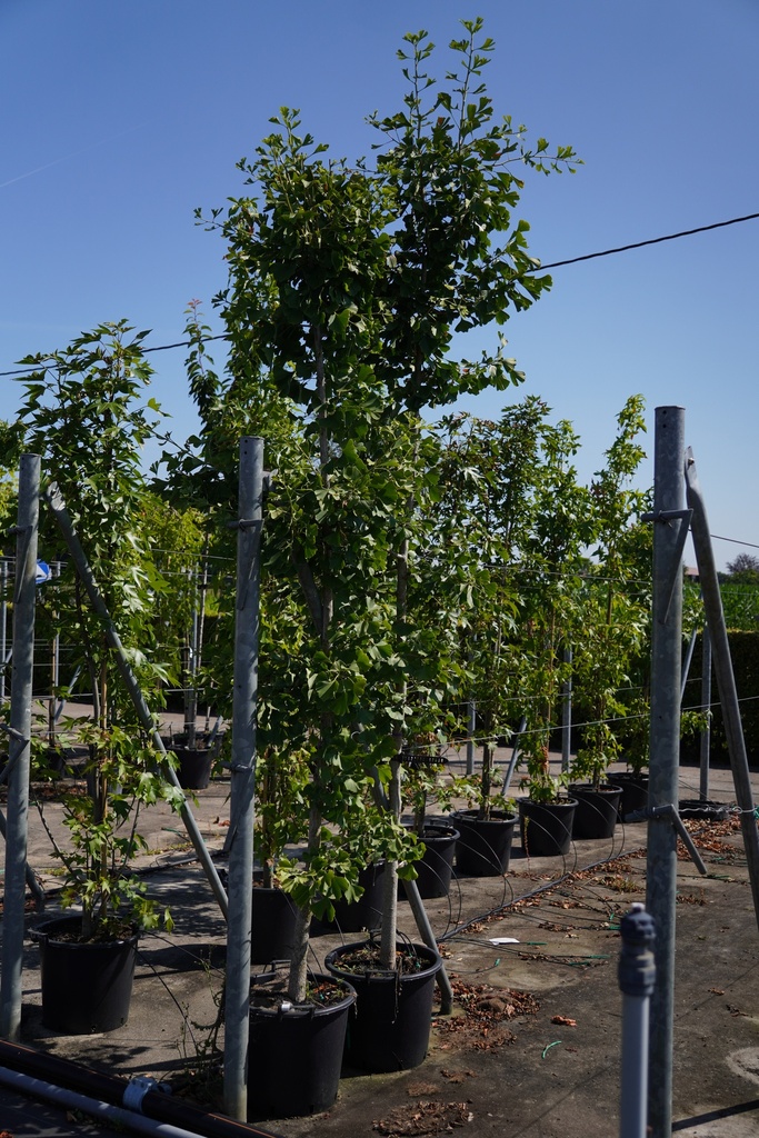 [P] Ginkgo biloba cont. 35L hoogstam 10-12