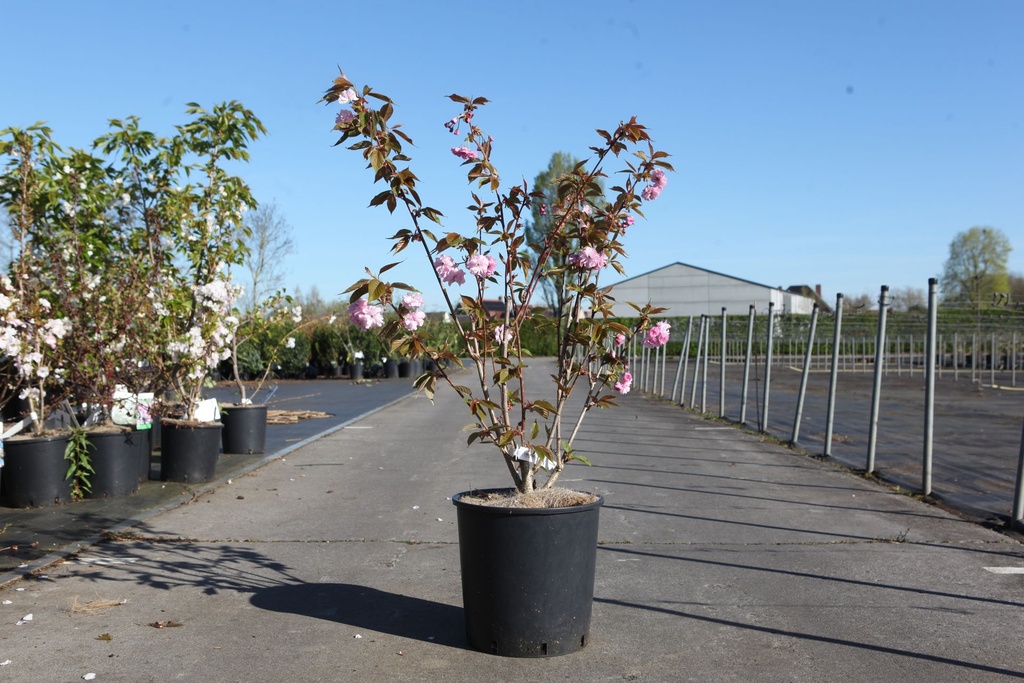 [P] Prunus serrulata 'Kanzan' cont. 18L 125/+ cm +B