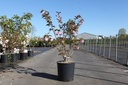 Prunus serrulata 'Kanzan' cont. 18L 125/+ cm +ф