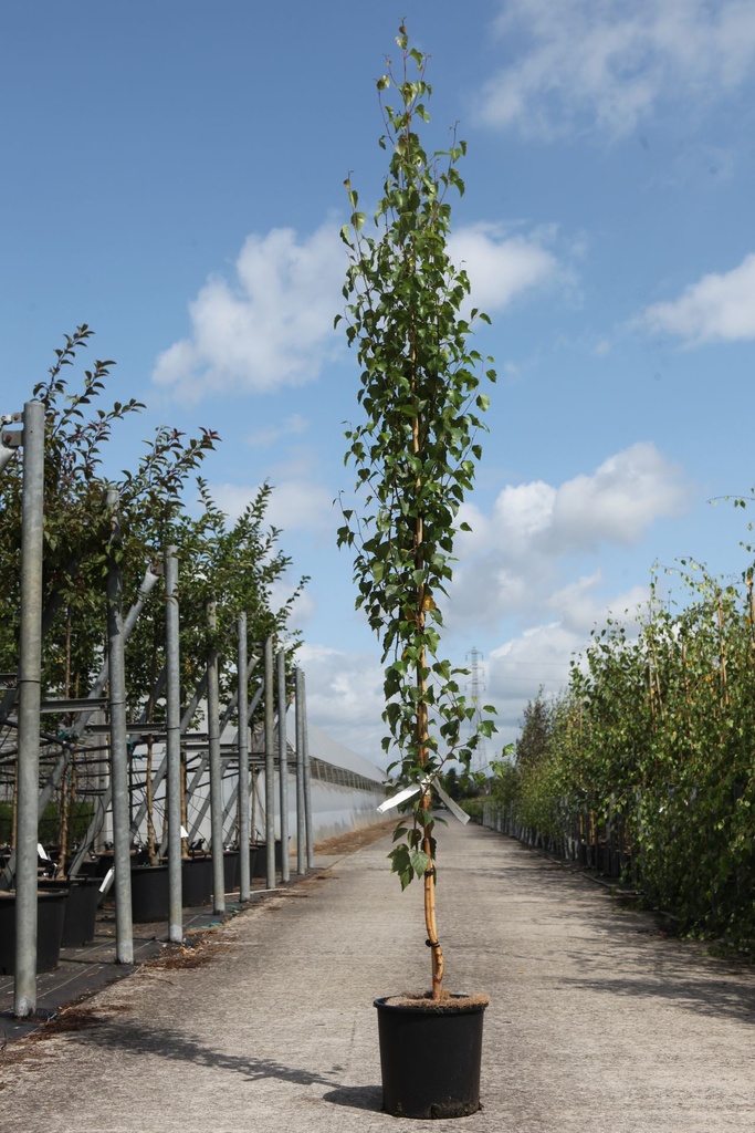 [P] Betula pendula 'Fastigiata' cont. 12L 175-200 cm feathered +p