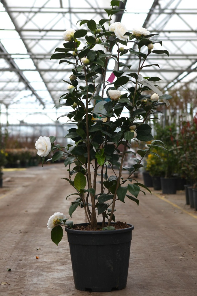 [P] Camellia japonica 'Paolina Maggi' cont. 15L 80-100 cm