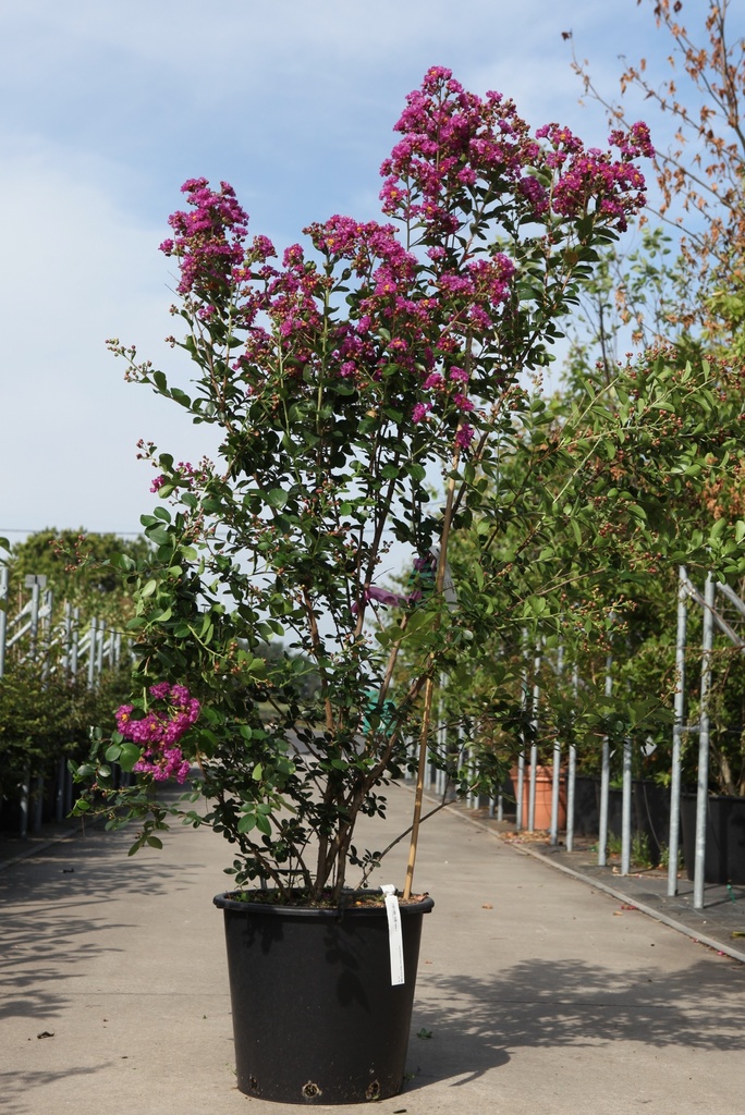 [P] Lagerstroemia indica BRAISE D'ÉTÉ (PBR) cont. 35L 125/+ cm