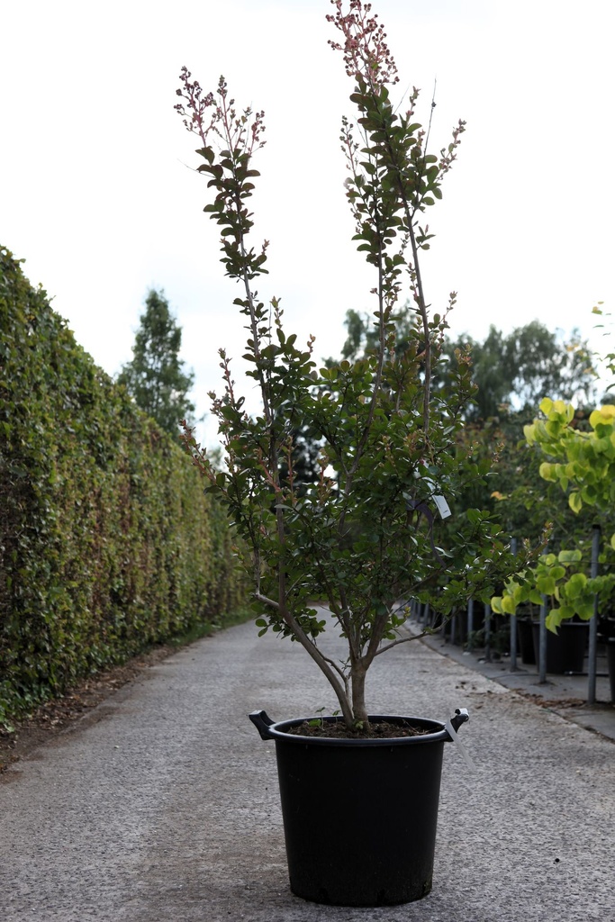 Lagerstroemia indica BRAISE D'ÉTÉ (PBR) cont. 35L 125/+ cm