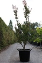Lagerstroemia indica BRAISE D'ÉTÉ (PBR) cont. 35L 125/+ cm