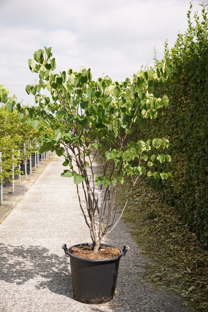 [P] Cercis canadensis 'Royal White' cont. 50L 125-150 cm
