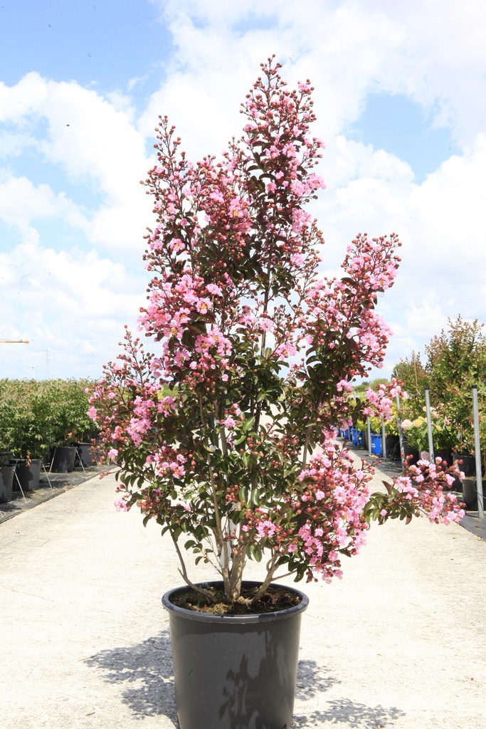[P] Lagerstroemia indica 'Rhapsody in Pink' cont. 25L 80-100 cm +p