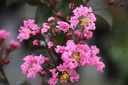 Lagerstroemia indica 'Rhapsody in Pink' cont. 25L 80-100 cm +ф