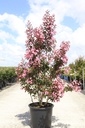 Lagerstroemia indica 'Rhapsody in Pink' cont. 25L 80-100 cm +f