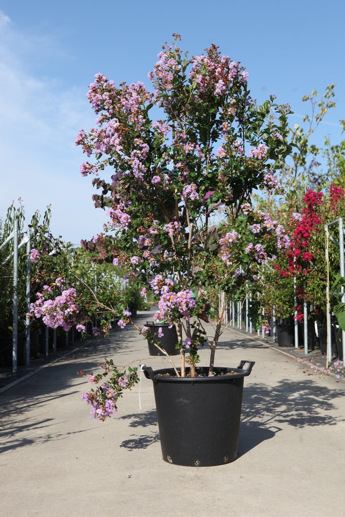 [P] Lagerstroemia indica CAMAIEU D'ÉTÉ (PBR) cont. 35L 125/+ cm