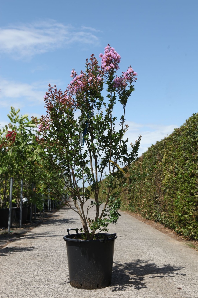 Lagerstroemia indica CAMAIEU D'ÉTÉ (PBR) cont. 35L 125/+ cm