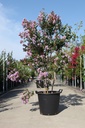 Lagerstroemia indica CAMAIEU D'ÉTÉ (PBR) cont. 35L 125/+ cm