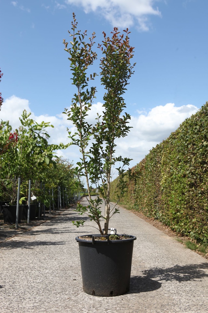 Lagerstroemia indica 'Neige d'été' cont. 35L 125/+ cm