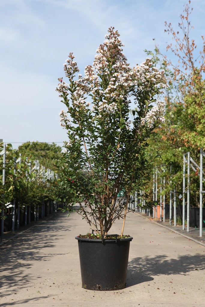 [P] Lagerstroemia indica 'Neige d'été' cont. 35L 125/+ cm