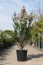 Lagerstroemia indica 'Neige d'été' cont. 35L 125/+ cm