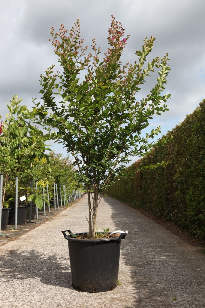 [P] Lagerstroemia indica VIOLET D'ÉTÉ (PBR) cont. 35L 125/+ cm