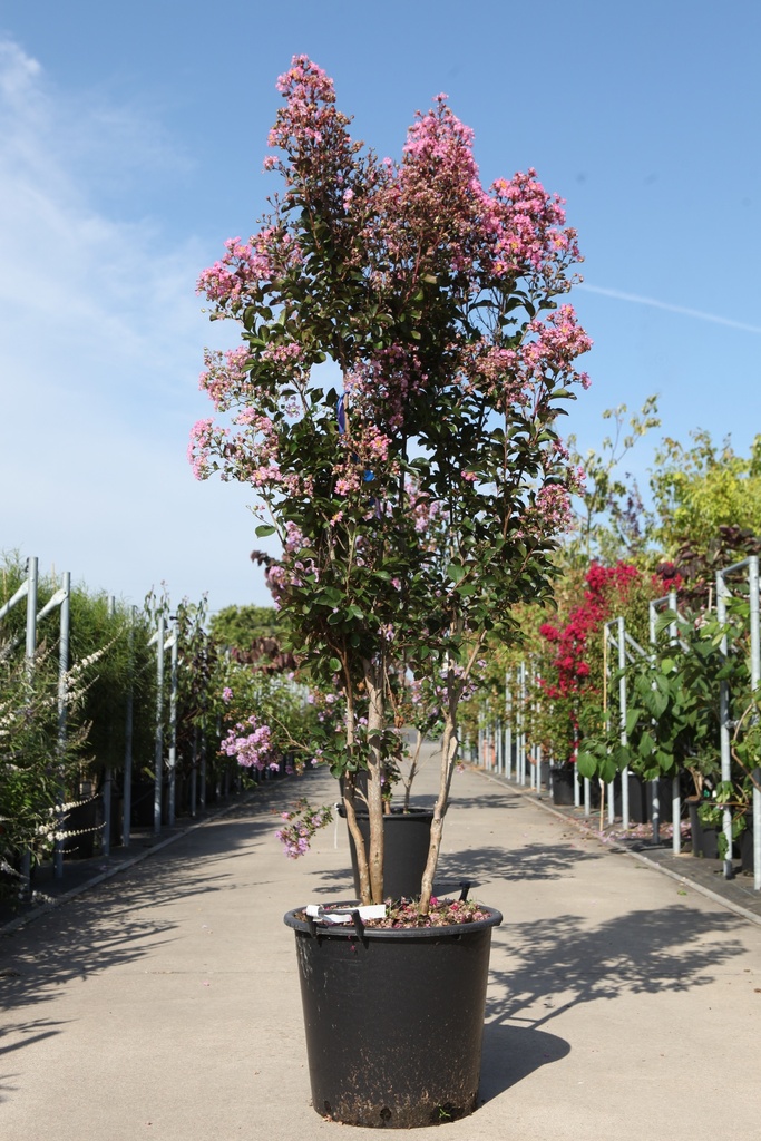[P] Lagerstroemia indica 'Rhapsody in Pink' cont. 35L 125/+ cm