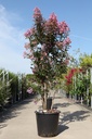 Lagerstroemia indica 'Rhapsody in Pink' Kont. 35L 125/+ cm