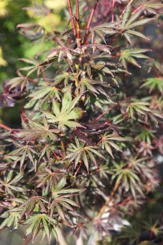 [P] Acer palmatum 'Trompenburg' cont. 70L 200/+ cm