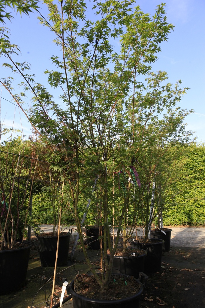Acer palmatum 'Arakawa' cont. 50L 150-175 cm
