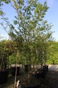 Acer palmatum 'Arakawa' cont. 50L 150-175 cm