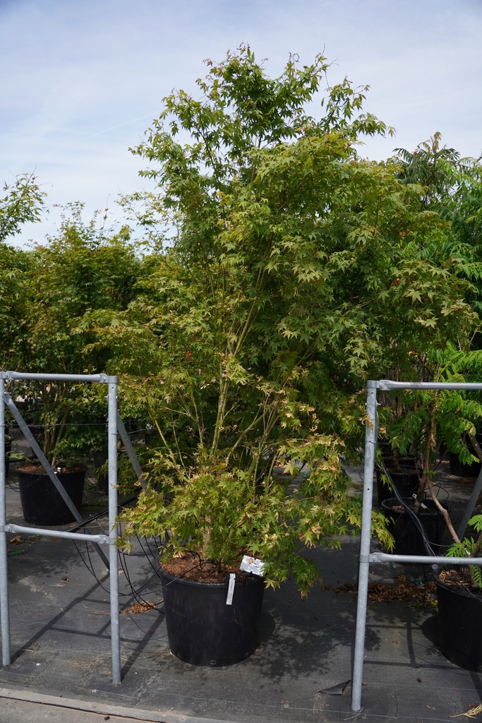 [P] Acer palmatum cont. 110L 250/+ cm