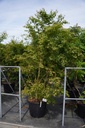 Acer palmatum cont. 110L 250/+ cm