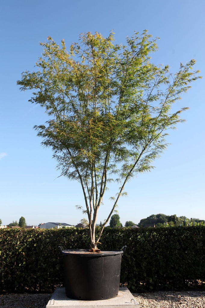 [P] Acer palmatum 'Scolopendriifolium' cont. 160L 250/+ cm