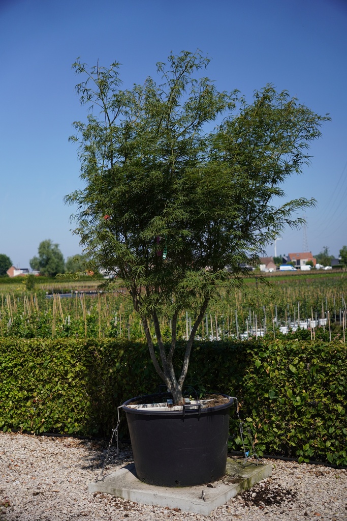 [P] Acer palmatum 'Scolopendriifolium' cont. 160L 250/+ cm