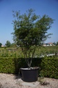 Acer palmatum 'Scolopendriifolium' cont. 160L 250/+ cm