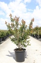 Lagerstroemia indica BRAISE D'ÉTÉ (PBR) cont. 25L 80-100 cm +ф