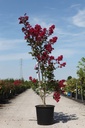 Lagerstroemia indica BRAISE D'ÉTÉ (PBR) cont. 25L 80-100 cm +ф