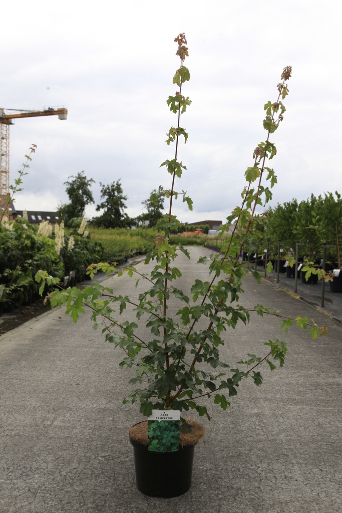 [P] Acer campestre cont. 5L 80-100 cm