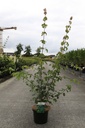 Acer campestre cont. 5L 80-100 cm