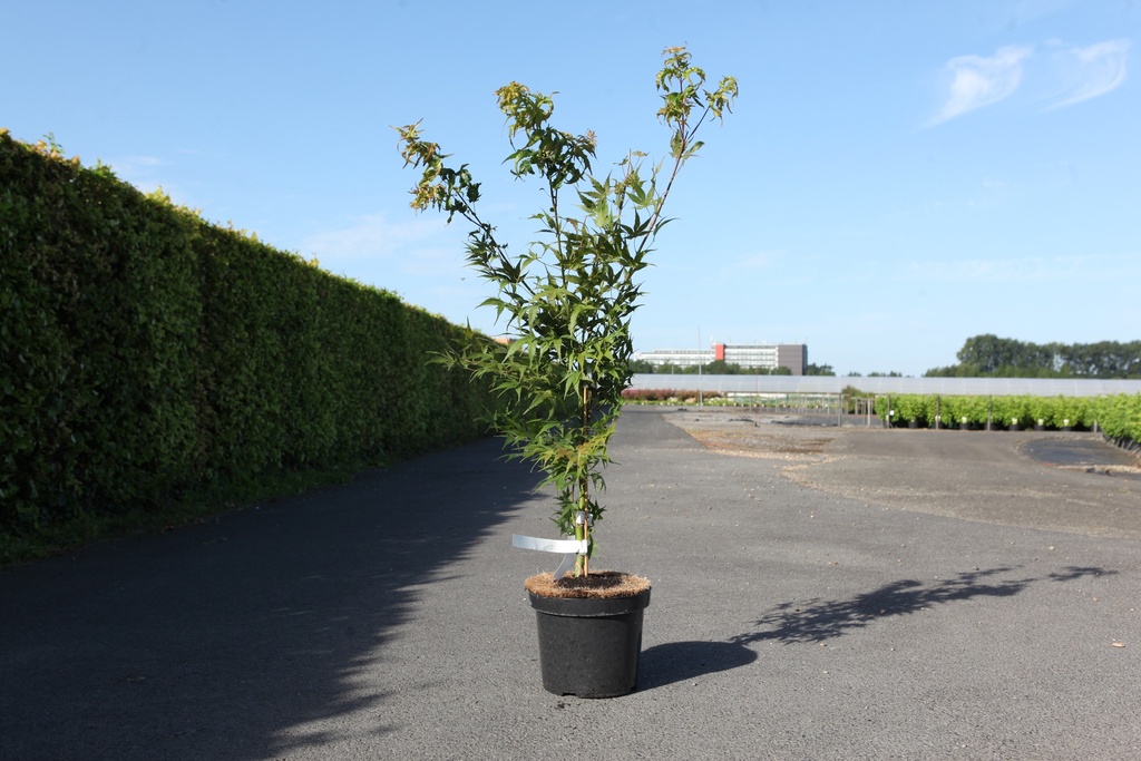 [P] Acer palmatum 'Arakawa' cont. 7,5L 50-60 cm