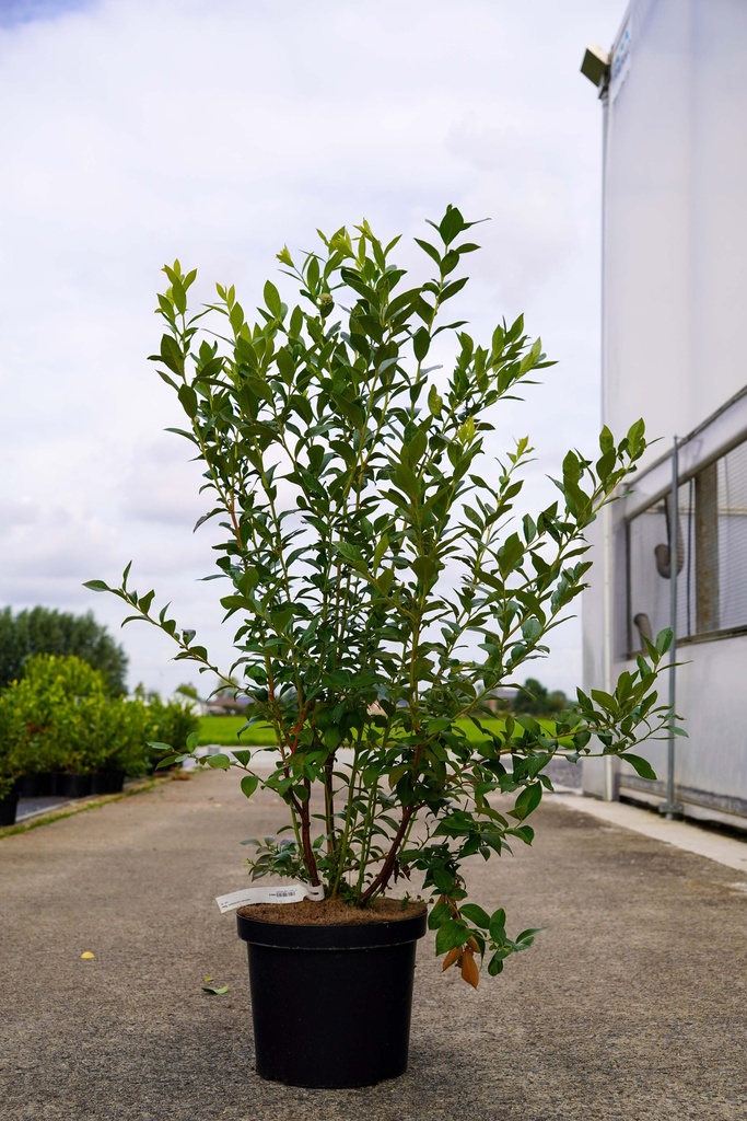 [P] Vaccinium corymbosum 'Reka' cont. 10L 60-80 cm +ф