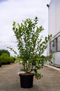 Vaccinium corymbosum 'Reka' Kont. 10L 60-80 cm +B